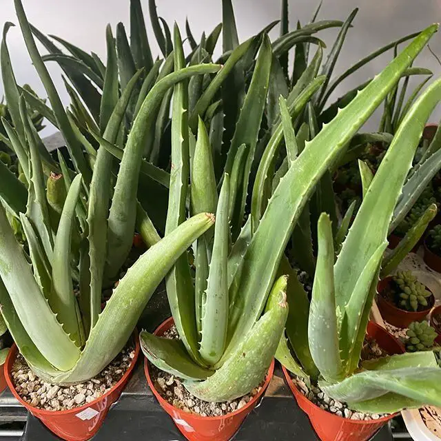 Natty Garden- Black Owned Nursery